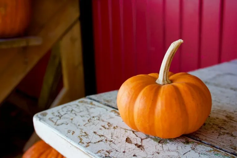 Pumpkin Is Trending This October: 5 Cozy Food Ideas to Try